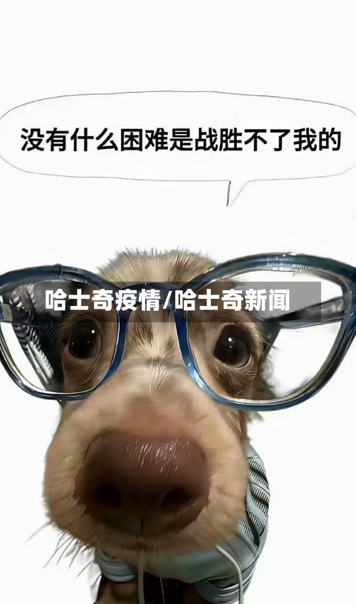 哈士奇疫情/哈士奇新闻-第2张图片